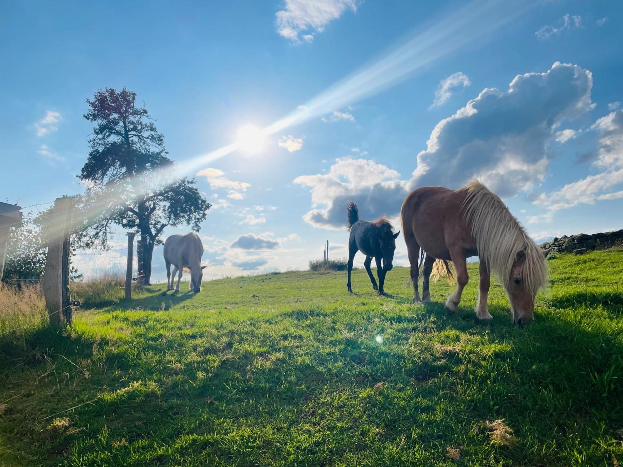 Auszeit Altenhorst, Gartenferienwohnung Schalksmuhle Zewnętrze zdjęcie